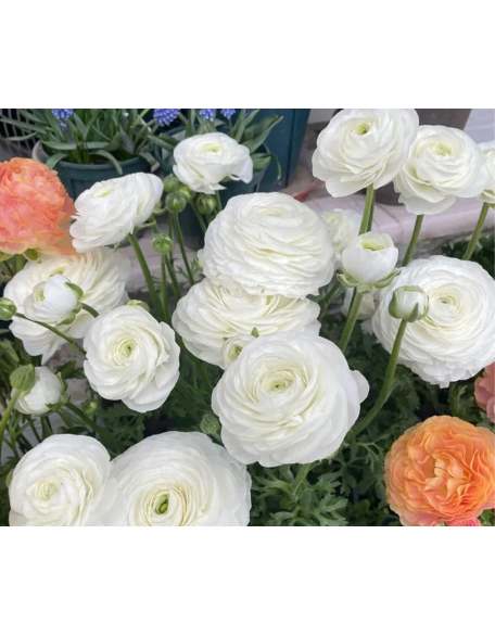 ✨Hot Selling Colorful Ranunculus Peony Seeds